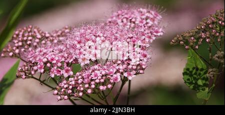 I cespugli giapponesi della Spirea fioriscono in primavera con grandi grappoli di fiori piccoli Foto Stock