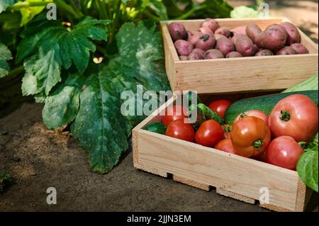 Primo piano. Scatole di legno impilate con raccolto fresco di verdure biologiche stagionali locali nella casa di campagna Foto Stock