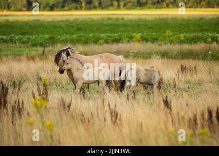 Wild Konik mare in primo piano con mane bionda nera che scorre e due nemici in paesaggio naturale con erbe e ragwort in uno sfondo sfocato primo piano Foto Stock