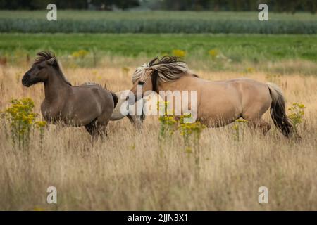 Wild Konik mare in primo piano con la mana bionda nera che scorre e volubile in paesaggio naturale con erbe e ragwort in un primo piano e sfondo sfocati Foto Stock