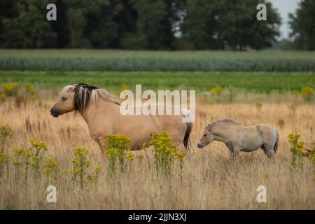 Wild Konik mare in primo piano con la mana bionda nera che scorre e volubile in paesaggio naturale con erbe e ragwort in un primo piano e sfondo sfocati Foto Stock