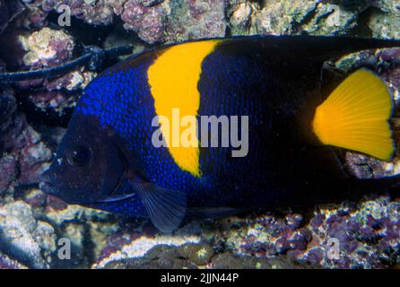 Yellowbar Angelfish (Pomacanthus maculosus). Foto Stock