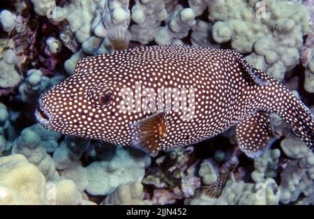 Guineafowl Puffer (Arothron meleagris) da Kuredu Island, le Maldive. Foto Stock