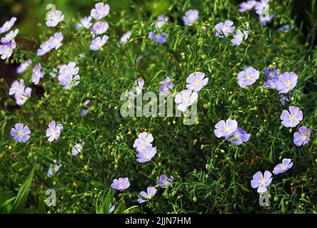 Fiori di lino da primo piano perenne nel campo Foto Stock