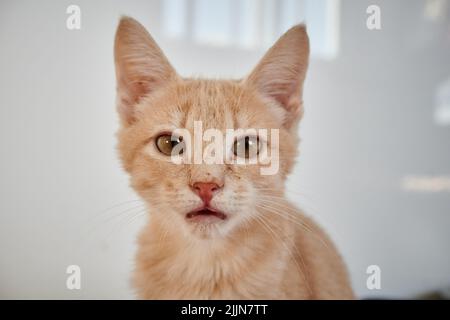 Un primo piano del volto di un gatto rosso a cielo corto all'interno della casa durante il giorno con sfondo bianco sfocato Foto Stock