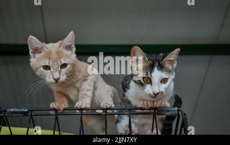 Un bel colpo di due gattini shorthair in piedi sulla cima di una gabbia e guardando verso il basso con sfondo sfocato Foto Stock