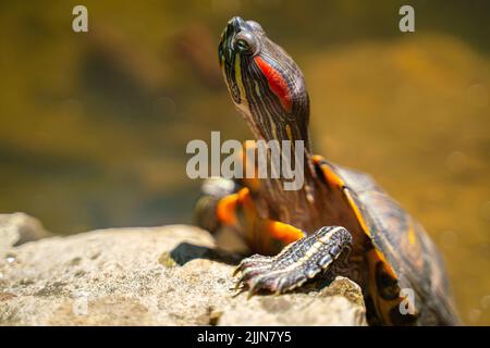 Tartaruga dalle orecchie rosse o dalle decorazioni gialle. Lat. - Trachemys scripta. Foto di alta qualità Foto Stock