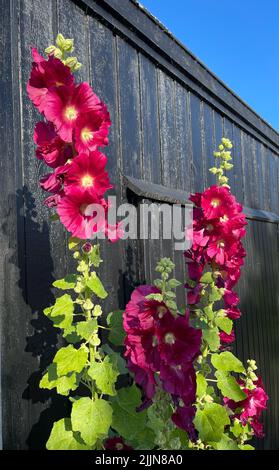 Primo piano dei fiori rossi di hollyhock che crescono di fronte ad un edificio in legno, Sampoe, Jutland, Danimarca Foto Stock