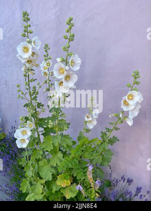 Primo piano di fiori bianchi di hollyhock che crescono di fronte a un muro, Samsoe, Jutland, Danimarca Foto Stock
