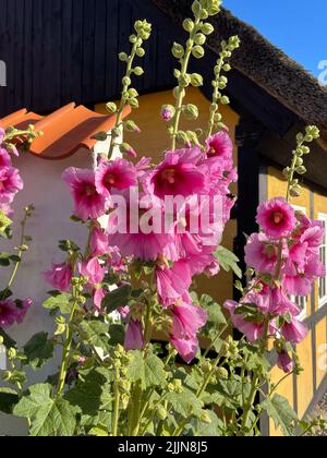 Primo piano di fiori rosa di hollyhock che crescono di fronte a una tradizionale casa a graticcio, Samsoe, Jutland, Danimarca Foto Stock