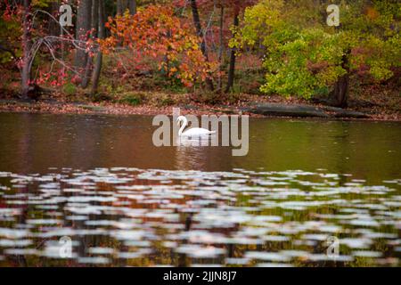 Una bella vista di un cigno che nuota tranquillamente nel fiume Foto Stock