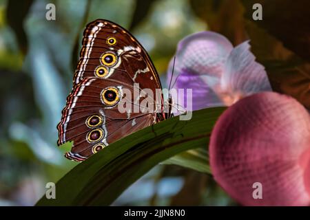 Un primo colpo di una farfalla morfo blu su una foglia di pianta Foto Stock