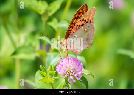 Il verde scuro fritillary farfalla raccoglie nettare su fiore. La Speyeria aglaja, precedentemente conosciuta come Argynnis aglaja, è una specie di farfalla della f Foto Stock