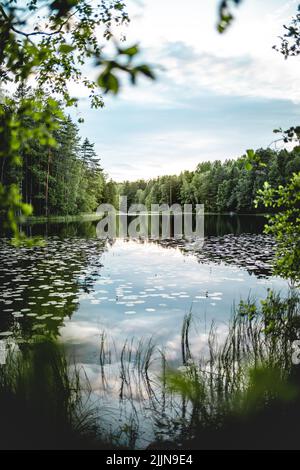 Un colpo verticale di un laghetto circondato da alberi nel parco nazionale Nuuksio, Espoo, Finlandia Foto Stock