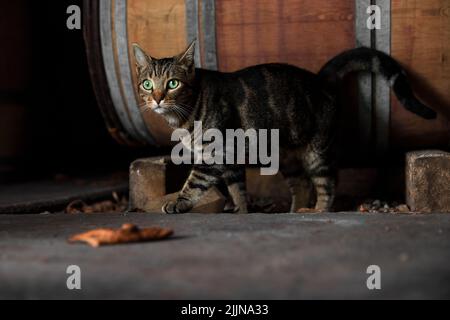 Un gatto vagante che cammina di fronte a una botte di vino Foto Stock