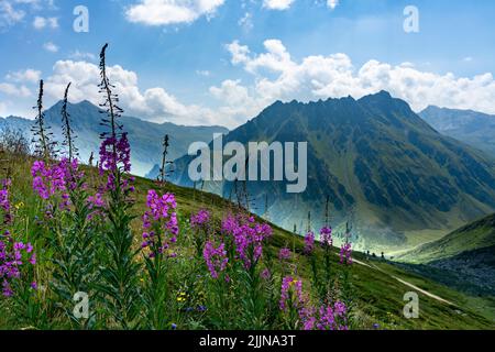 rosa pinke schmalblättrige Weidenröschen auf einer blumenübersäten Bergwiese am Schafberg, Gargellen, Montafon, mit herrlichem Blick über die Berge Foto Stock