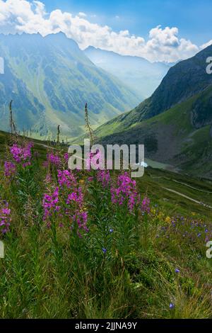 rosa pinke schmalblättrige Weidenröschen auf einer blumenübersäten Bergwiese am Schafberg, Gargellen, Montafon, mit herrlichem Blick über die Berge Foto Stock