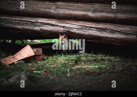 Un'inquadratura poco profonda di una volpe rossa in piedi sull'erba sotto il tronco di albero grande nella foresta durante il giorno Foto Stock