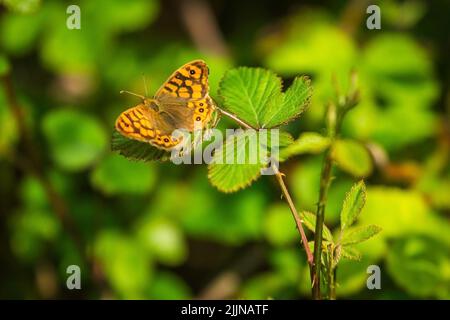 Un primo piano di una farfalla di legno macchiato (Pararge aegeria) su una foglia verde Foto Stock