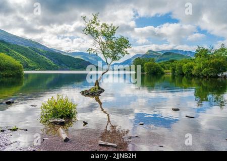 Lone Tree sul lago Llyn Padarn a Llanberis, Galles, Regno Unito Foto Stock
