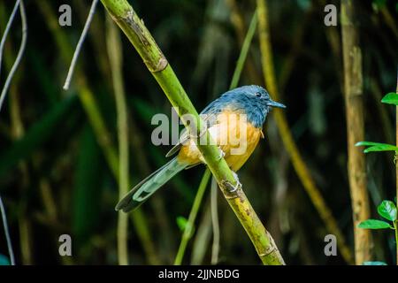 Un primo colpo di un uccello shama dalle voci bianche sul ramo in una foresta Foto Stock