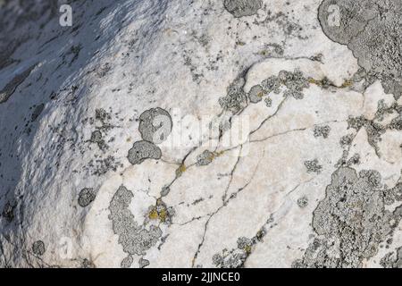 lichen presumibilmente sulla superficie di arenaria di quarzite sotto la luce diretta del sole - primo piano sfondo Foto Stock