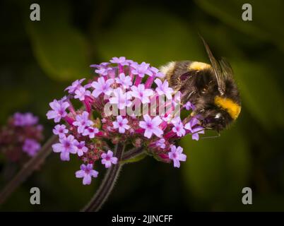 Un Bumble Bee dalla coda bianca che inquina un fiore viola di Verbena Foto Stock