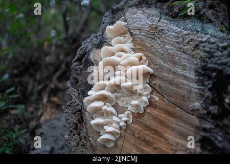 La foresta di Arrayanes nel Lake District dell'Argentina Foto Stock