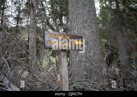 La foresta di Arrayanes nel Lake District dell'Argentina Foto Stock