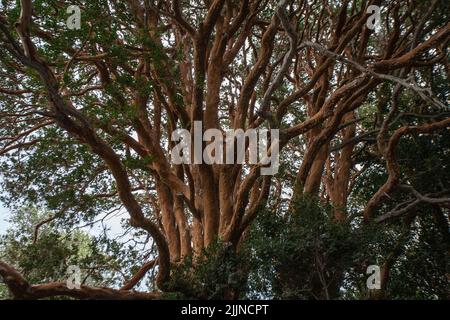 La foresta di Arrayanes nel Lake District dell'Argentina Foto Stock