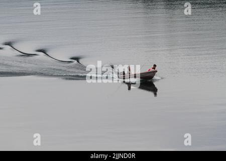 La foresta di Arrayanes nel Lake District dell'Argentina Foto Stock