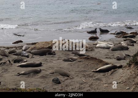 Le foche elefanti che si stese su una spiaggia sulla costa dell'Oceano Pacifico della California, USA Foto Stock