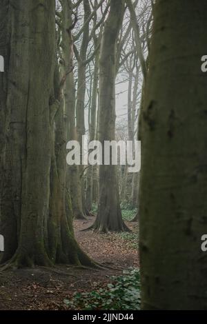 Un singolo albero che si levano in piedi fuori fra altri alberi nella nebbia. Foto Stock