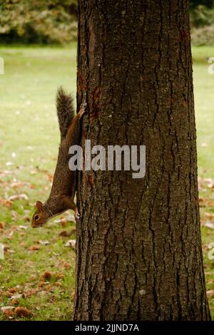 Curioso scoiattolo rosso nel parco autunnale di Londra durante la passeggiata Foto Stock