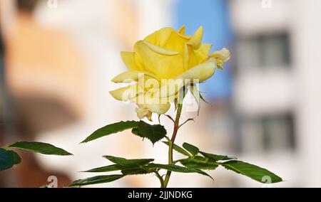 Fiori Rose di diverse varietà e specie primo piano Foto Stock