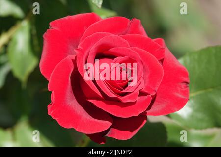 Fiori Rose di diverse varietà e specie primo piano Foto Stock