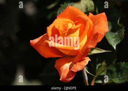 Fiori Rose di diverse varietà e specie primo piano Foto Stock