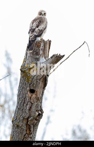 Aquila avviata, Hieraaetus pennatus, scatto verticale di un individuo appollaiato su un tronco su uno sfondo bianco. Spagna Foto Stock