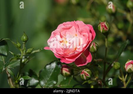 Fiori Rose di diverse varietà e specie primo piano Foto Stock