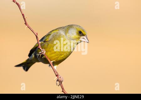 Cloris cloris, oreficeria europea, arroccato su un ramo su un fondo dorato uniforme. Spagna Foto Stock