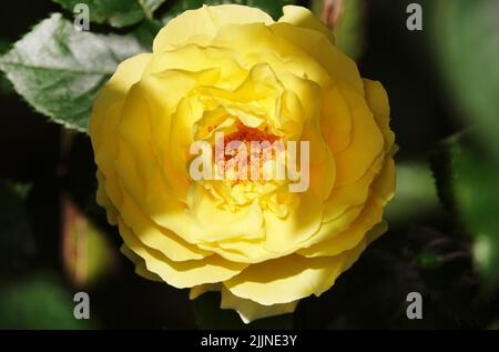 Fiori Rose di diverse varietà e specie primo piano Foto Stock