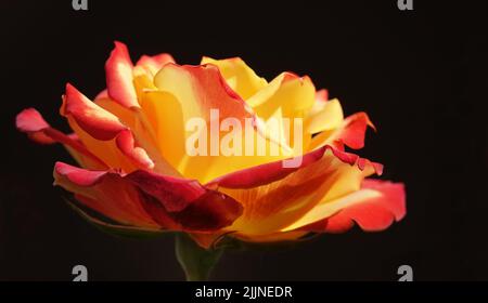 Fiori Rose di diverse varietà e specie primo piano Foto Stock