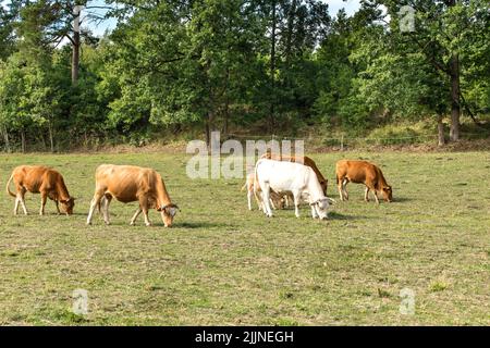 Bestiame su pascolo nella Repubblica Ceca. Allevamento di mucche e tori. Giorno estivo in fattoria. Pascolo verde. Foto Stock