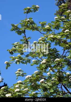 Fiori di cenere di montagna - un albero con delicati fiori bianchi Foto Stock