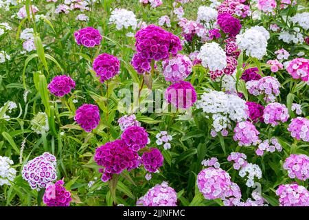 Aiuole di Dianthus barbatus. Dolce William. Dianthus fiori sul giardino estivo sfocato. Foto Stock