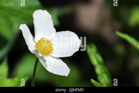 Anemone Bianco è un delicato fiore bianco Foto Stock