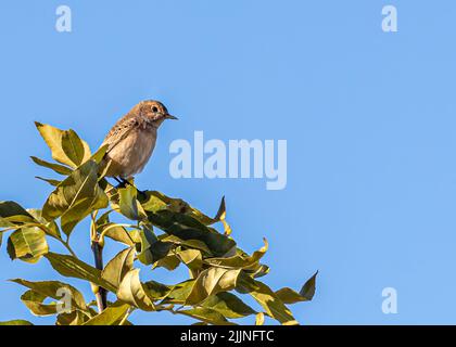 Giardino Warbler seduto su un albero che si crogiola Foto Stock