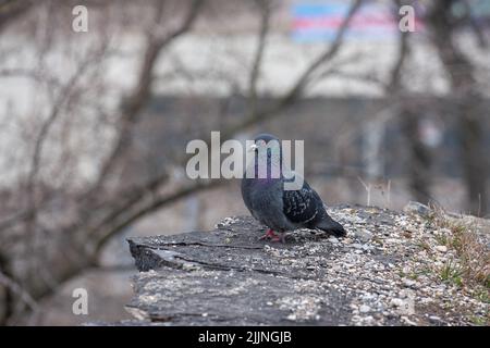 Una colomba (Columba livia), nota anche come piccione comune, su sfondo sfocato Foto Stock