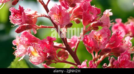 Fioritura di castagno rosso raro Foto Stock