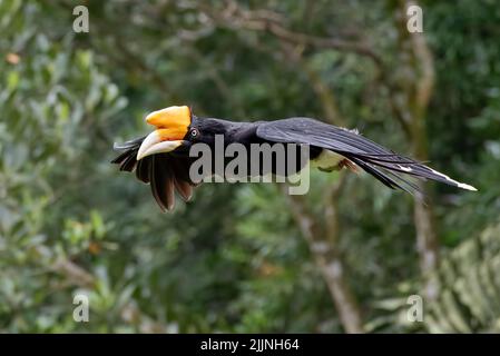 Primo piano di un uccello hornbill in volo nella giungla, Indonesia Foto Stock